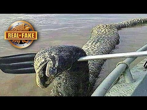Unidentified River Monster - Real or Fake