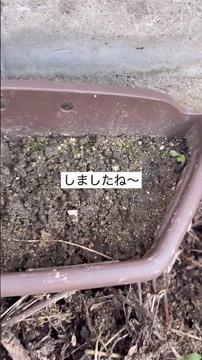あさがおの種まきしてみた🌱夏の花育成スタート！