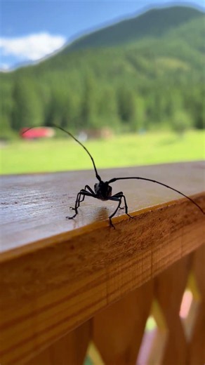 Cockroach milk is four times more nutritious than cow's milk.