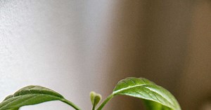 Votre plante fait une longue tige sans feuille ? Voici comment l’étoffer