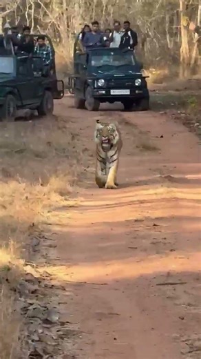 Thrilling Safari Moments: Wild Tiger Crossing
