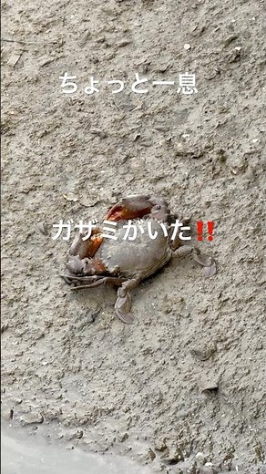 大人の手のひらサイズのガザミを見つけた❤️ #紀ノ川の生き物 #ノコギリガザミ #shorts