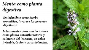 PROPIEDADES MEDICINALES DE LA MENTA La menta es una planta ampliamente utilizada por sus propiedades medicinales y como hierba aromática. Su característico aroma refrescante y penetrante es debido a la presencia de aceite esencial (3%), que es rico en mentol. La planta, rica en mentol, tiene propiedades antiinflamatorias, antisépticas, bactericidas, antibronquíticas, expectorantes, antiespasmódicas y carminativas. El médico y apotecario inglés Nicholas Culpeper ( 1616 - 1654) recomendaba la ment