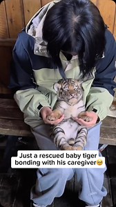 A baby tiger, called a cub, shares a strong and tender bond with its caregiver—usually its mother. From birth, the mother tiger is fiercely protective, nursing the cubs and teaching them essential survival skills like hunting and hiding. Cubs rely completely on her for warmth, safety, and food, and they often follow her closely, mimicking her movements. In wildlife sanctuaries or rescue settings, human caregivers can also form close bonds with tiger cubs by providing food, comfort, and play, tho