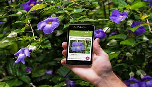 Which free app to recognize plants?