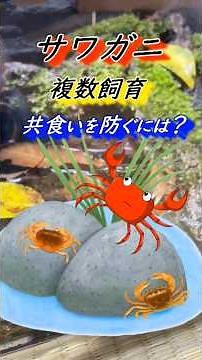 【サワガニ飼育】サワガニの複数飼育（共食いを防ぐには？） #サワガニ#カニ#飼育#水槽 #アクアリウム