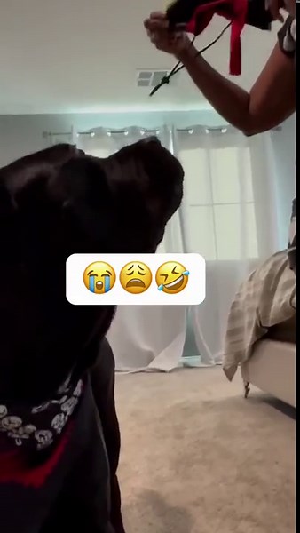 Dog questions mom’s pirate costume choice for Halloween