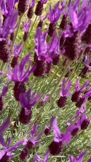 Sails to the wind, Lavandula stoechas