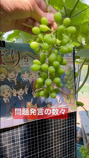 30 seconds - Picking Shine Muscat grapes #grapes #cultivation #Shine Muscat #picking #home garden...