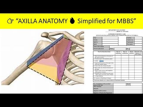 Anatomy of Axilla | Boundaries, Contents & Clinical Anatomy | MBBS Superior extremity