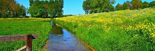 What Is A Bioswale? 12 Things (2025) You Should Know