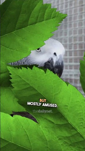 This zoo is infamous for their swearing parrots!