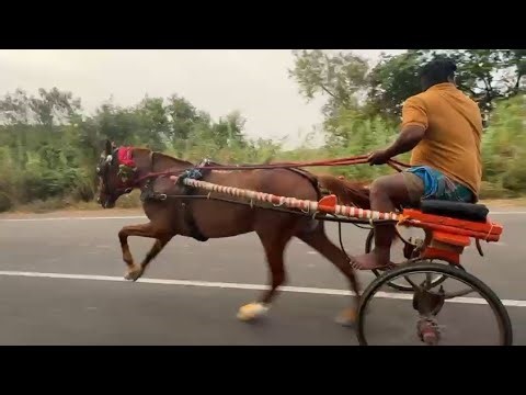 Tamil Nadu horse race. Shiva bhai aur Rajesh Bhai winner 4/4/2026/ 🥇🏆