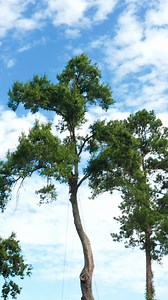 1K views | Experience the best in tree removal without breaking the bank. | Alpha Tree Service 843 | Facebook