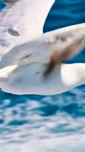 "LAA, LAA, LAA, ENGLISH SONG" ♥️, 02.01.2026, Plz Like and Subscribe..