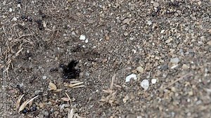 A close-up view of an ant hole in the dirt, highlighting the small entrance and surrounding ground texture. Stock Video