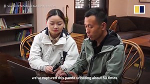 Panda urinates on tree while doing an impressive handstand