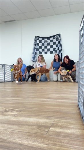 28 reactions | Carlson Cup: Round 2  These pups aren’t just running—they’re flying!  “I am speed.”  From lightning-fast sprints to turbo-charged zoomies, our contenders are giving it everything they’ve got in the race for the crown. Who’s your pick for the fastest paws in the competition? Comment below and stay tuned for the final showdown! #CarlsonCup #PetTournament #CarlsonPetProducts #IAmSpeed | Carlson Pet Products | Facebook