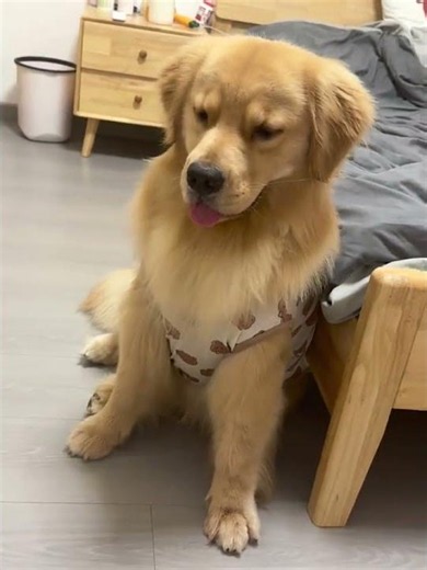 Summer Shave Guide: Should You Trim Your Golden Retriever