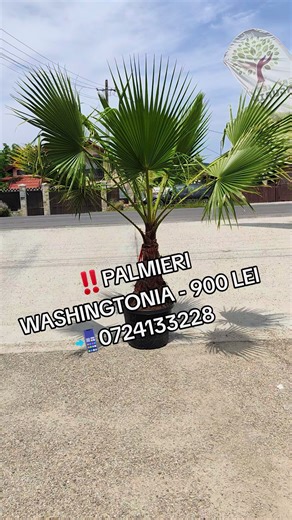 Palmieri Washingtonia - Soluția ideală pentru spațiile verzi