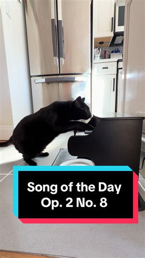 The glance down is written into the score #cats #cat #blackcats #piano #blackcat