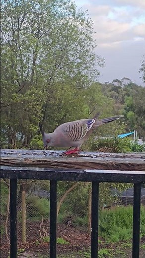 The Crested Pigeon — calm, classy, and quietly hungry
