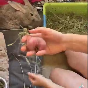 815K views · 797 reactions | Bailey the bunny with severe ear mites...