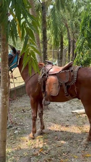 Bulls and Horses