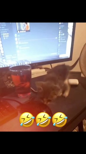 Funny Daily on TikTok