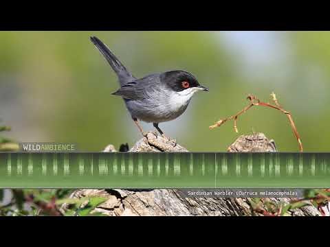 Sardinian Warbler Song & Calls - The sounds of a Sardinian Warbler singing in southern Spain.