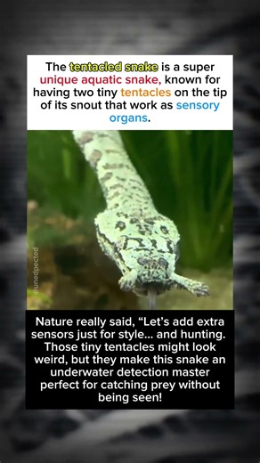 This Snake Has a Secret Weapon on Its Nose