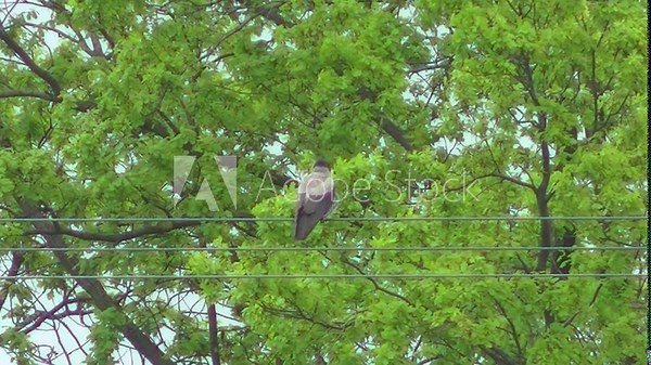 Bird, Hooded crow, Corvus cornix on cables and flies away against background of branches with green leaves of oak tree - slow motion. Topics: ornithology, natural environment, fauna, flora, spring