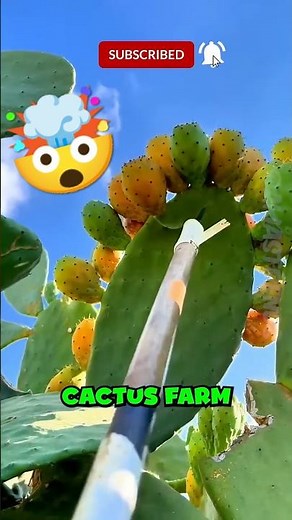 Cactus Farming Secrets You’ve Never Heard Before! #CactusFarming #plantlovers #naturefacts