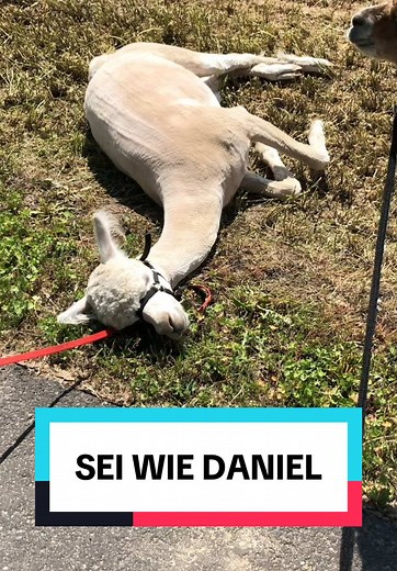 Discover the World of Daniel: Llamas and Alpacas