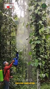 Introducing the agriculture blower sprayer machine, a revolutionary tool designed to enhance efficiency in crop management. This versatile equipment combines air and liquid spray technology, allowing farmers to effectively apply pesticides, fertilizers, and herbicides across large fields with precision. The powerful airflow ensures an even distribution of products, minimizing waste and maximizing coverage. With its user-friendly design and adjustable settings, this machine caters to various fiel