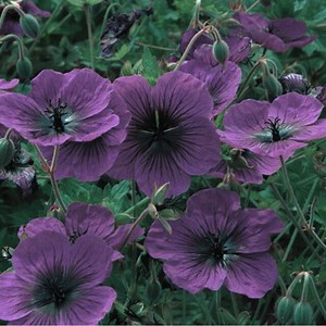 100  Geranium Seeds -dragonheart- Fragrant - Fresh Flower Seeds Non GMO - Etsy