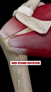 💥 Mid-Stage Rotator Cuff Rehab? Time to Build Real Strength 💥 Once your shoulder can tolerate basic activation, it’s time to progress into strength and stability under load—but still with precision. Mid-stage rehab is all about teaching the cuff to control the joint during real movement. Here’s your next step: 🔥 Sidelying External Rotation A classic for external rotator strength. Builds targeted stability without stressing the front of the shoulder. 🎯 Banded Scaption Trains safe elevation th