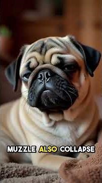Why Pugs Can't Breathe: The Dark Truth Behind Flat Faces