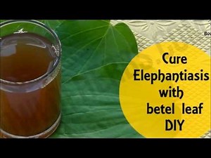 Betel Leaf To Cure Elephantiasis - Home Remedy | Bowl Of Herbs