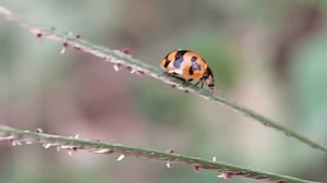Slo-mo Macro Ladybug Coccinellidae Walking On Stock Footage Video (100% Royalty-free) 3918653925 | Shutterstock