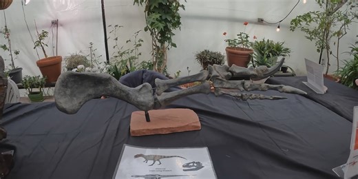 Out of the museum and into the zoo celebrates Spring Break with “Dino Lights”