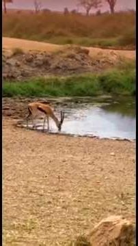 Animals That Move at Impossible Speeds🤯 #shorts #facts