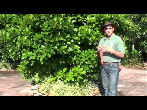 Jackfruit Pruning Concepts