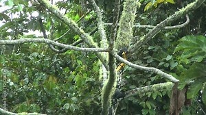 Black-mantle Tamarin Monkeys Scamper through the Trees