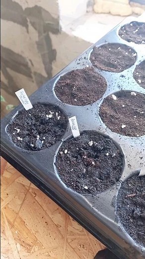 How I Start Seeds Indoors (Part 1)🌱 Step-by-Step Planting Seeds 🍅🌺