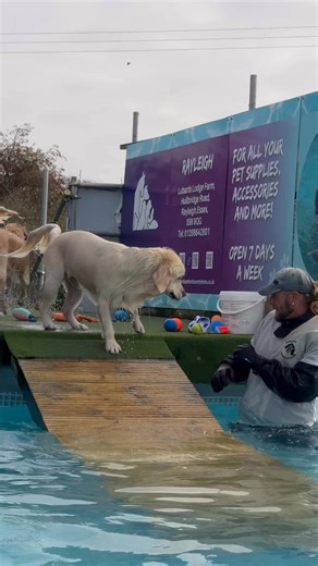 Golden retrievers Milo & Finn love their swims 🐾💕💦🇬🇧 | Canine Dip and Dive Maldon