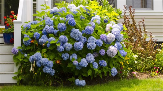 The classic ground cover companion to plant with hydrangeas in the garden