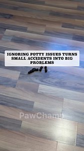 414K views · 314 reactions |  The ultimate resource to potty train your dog with patience, end accidents, and bring peace back home  All the essentials in one place for a clean house and a happy dog  Clear, step-by-step instructions and a progress tracker so you can see your dog’s potty habits improve every day  Click and start building the right potty routine for your dog today  | PawChamp | Facebook