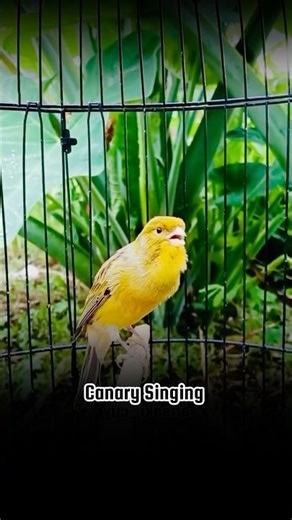 Yellow Canary Singing | Canary Training For Male #canarysinging #galerikenariindonesia #kenari3in1