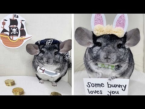 Adorable Chinchilla Loves Dressing Up